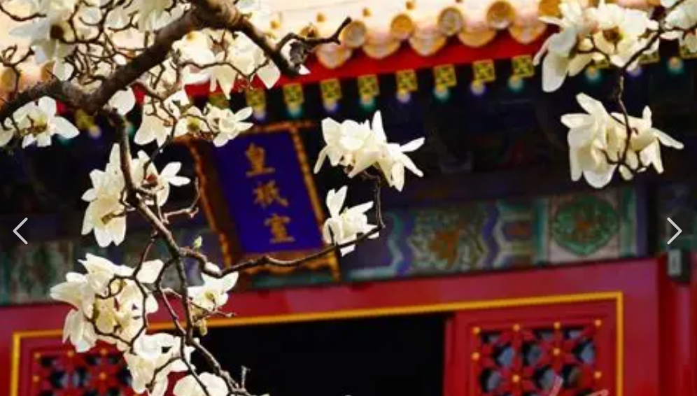宫墙上花盛开封面图